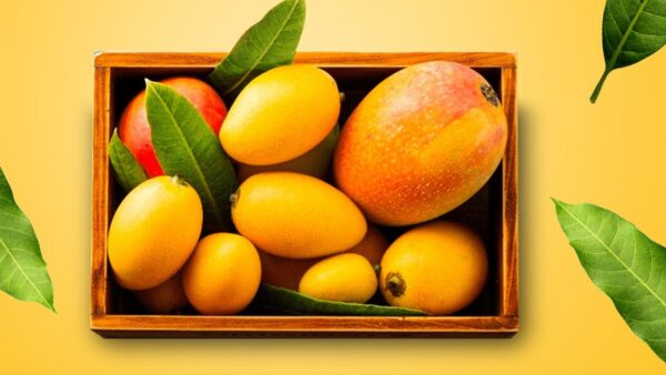 Mangoes: The Regal Fruit with a Wealth of Goodness