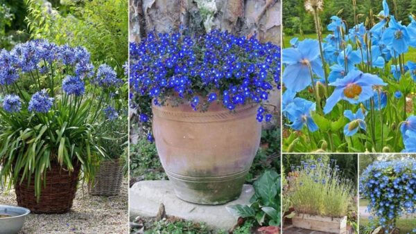 25 Enchanting Blue Flowers  to Grace Your Garden