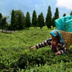 Tea Gardens in Sikkim