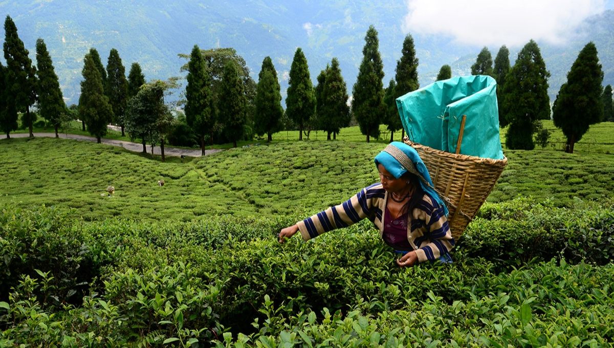 Tea Gardens in Sikkim