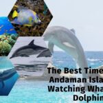 The Best Time to Visit Andaman Islands for Watching Whales and Dolphins