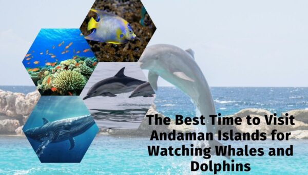 The Best Time to Visit Andaman Islands for Watching Whales and Dolphins