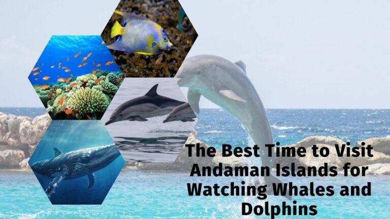 The Best Time to Visit Andaman Islands for Watching Whales and Dolphins